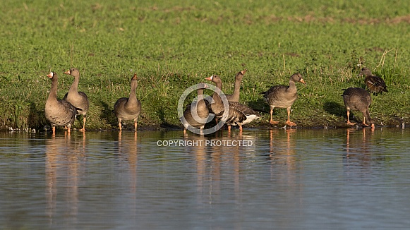A Group of Greater White-fronted Goose