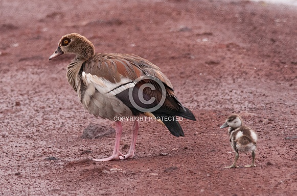 Egyptian Goose and gosling