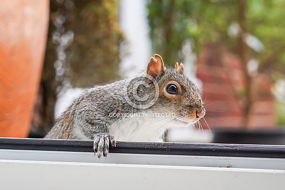 Grey Squirrel