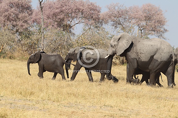African elephants walking near Khwai river African elephants walking near Khwai river
