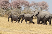 African elephants walking near Khwai river