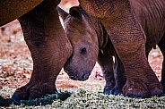 White Rhino mother and calf
