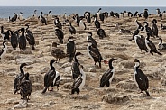 Imperial Shags - Falkland Islands