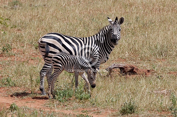 Zebras