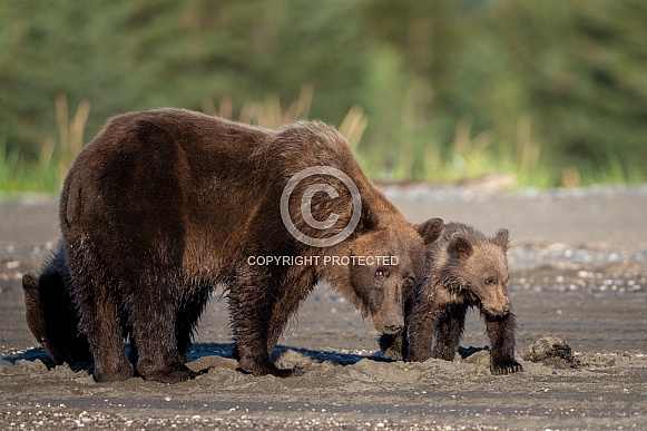 Alaskan brown bear and her cubs in the sand Alaskan brown bear and her cubs in the sand