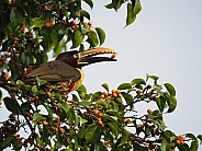 Chestnut-eared Aracari