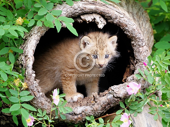 Canadian lynx kitten