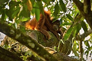 Sumatran orangutan in the nature habitat