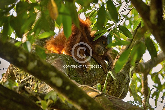 Sumatran orangutan in the nature habitat