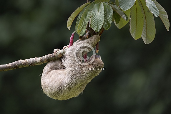 Sloth