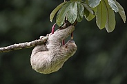 Sloth
