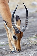 Male Impala - Chobe National Park - Botswana