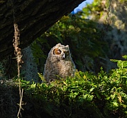 Baby great horned owl - Bubo virginianus - sleeping with eyes closed