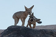 Kit Fox, Vulpes macrotis