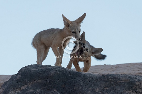 Kit Fox, Vulpes macrotis Kit Fox, Vulpes macrotis