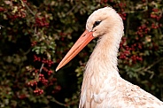 White Stork Close Up Side Profile