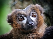 Red Bellied Lemur