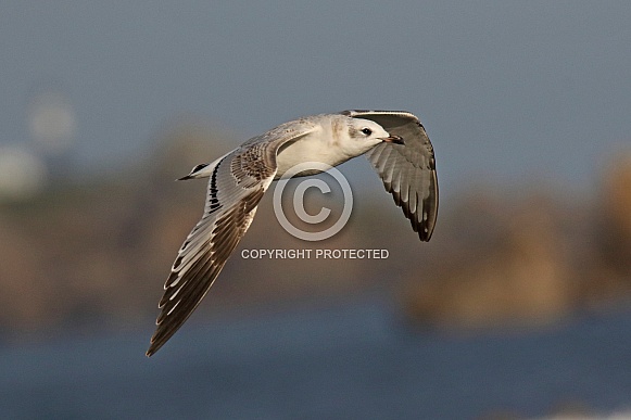 Mediterranean Gull