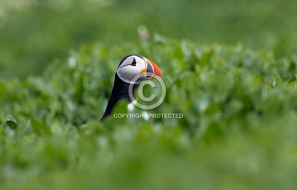 Puffin the birds from the arctic.