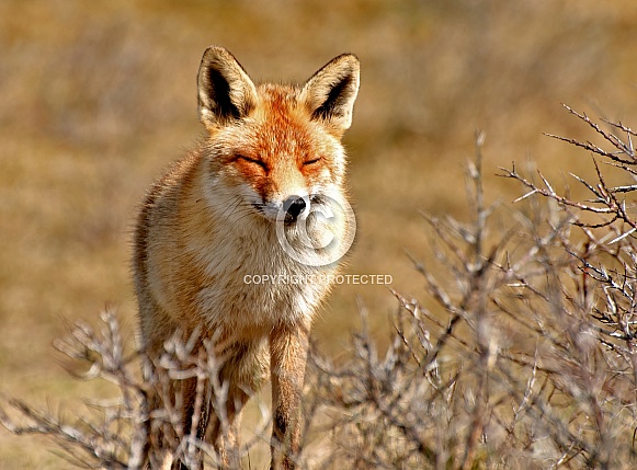 Red fox Red fox