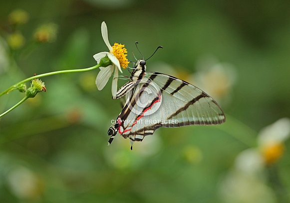 Kite Swallowtail