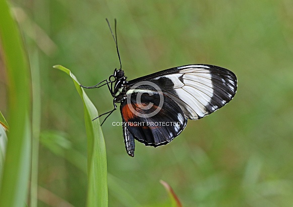 Postman Butterfly Postman Butterfly