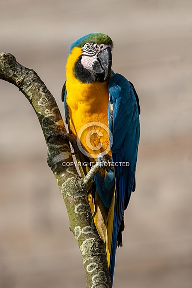 Blue-and-yellow macaw (Ara ararauna)