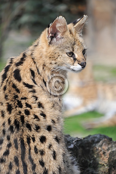 serval