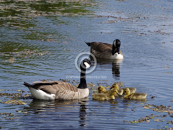 Canada Geese & Goslings Canada Geese & Goslings