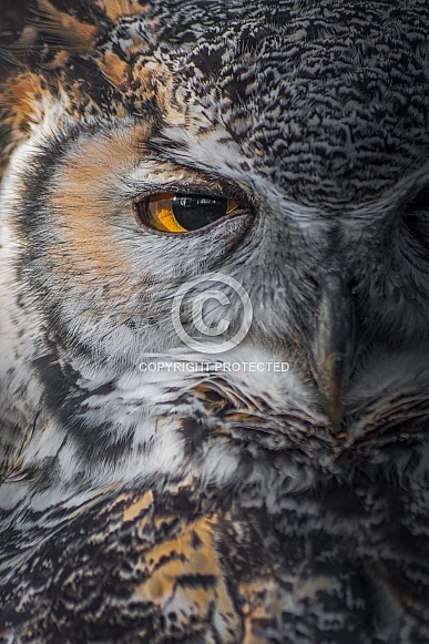 Eagle Owl