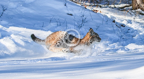 Siberian Bobcat in the snow