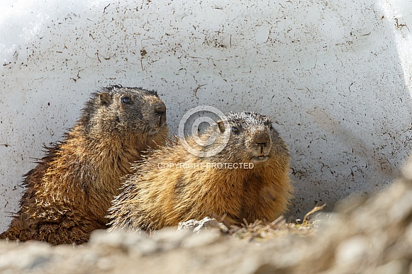 The alpine marmot