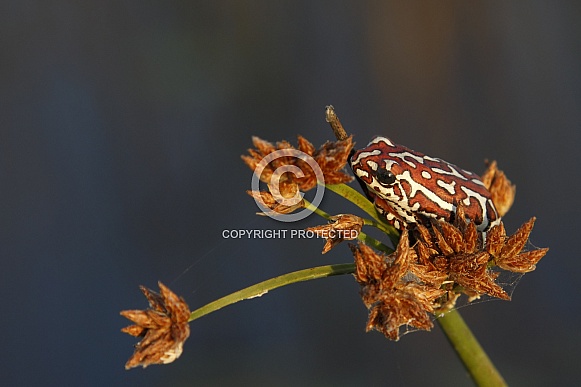 Painted Reed Frog - Okavango Delta - Botswana Painted Reed Frog - Okavango Delta - Botswana