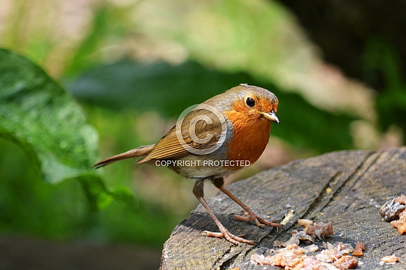 Robin Robin