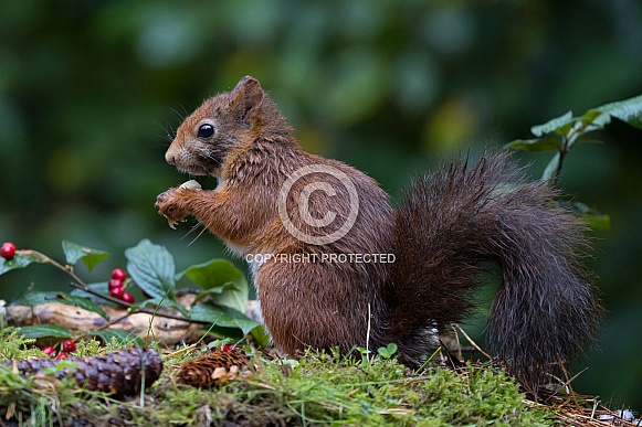 Red Squirrel Red Squirrel