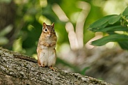 Chipmunk sitting up and looking at me