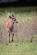 Red deer