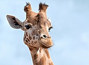 Kordefan Giraffe headshot, close up
