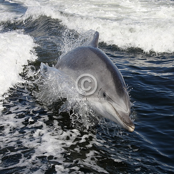 Bottle-nosed Dolphin (Tursiops aduncus)
