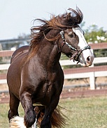 Gypsy Horse