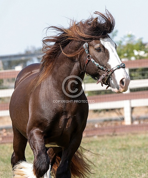 Gypsy Horse