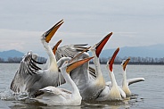 Dalamtian Pelican