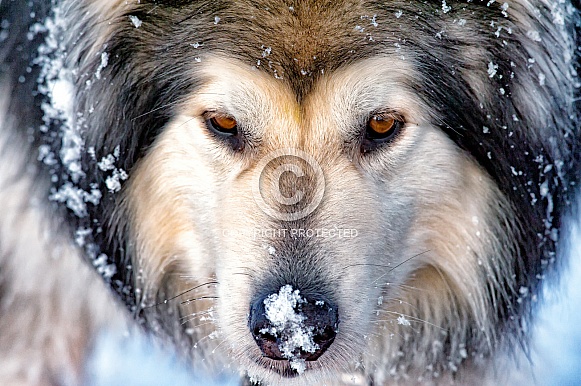 Alaskan Malamute Alaskan Malamute