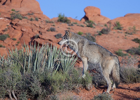 wolf, canis lupis