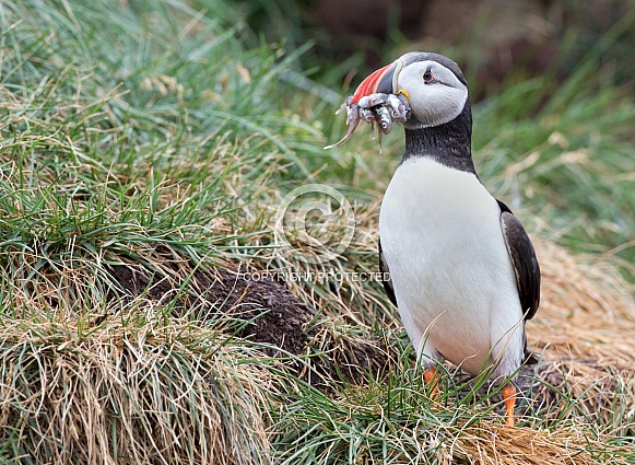 Puffin the birds from the arctic.