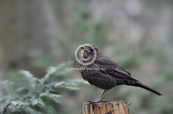 Common Blackbird Common Blackbird