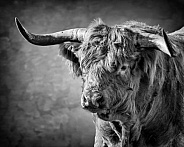 Highland Cattle-Scottish Highland Bull