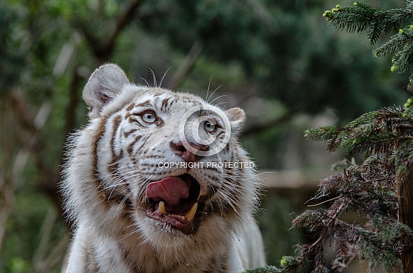 white Tiger