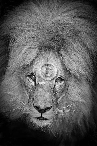 african lion african lion