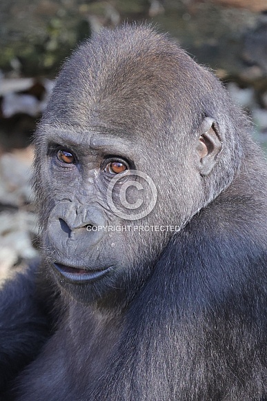 Western Lowland Gorilla (Gorilla Gorilla Gorilla)